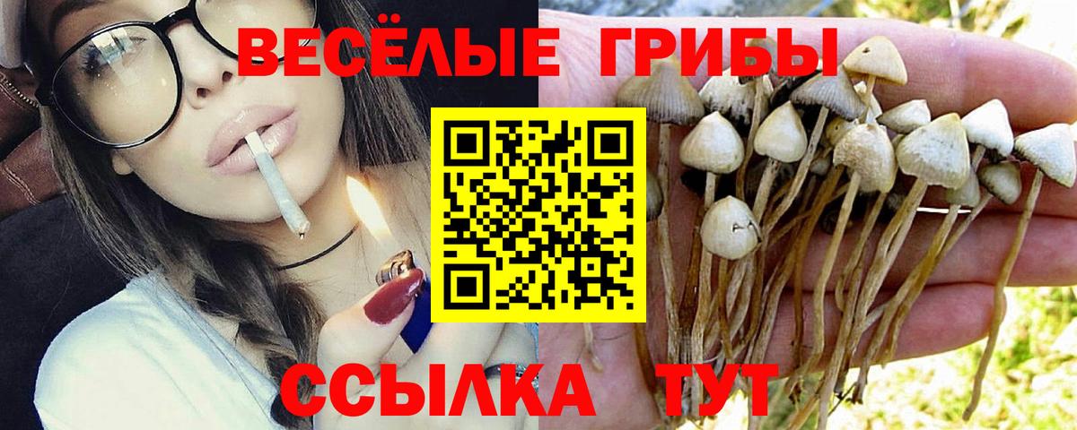 Курчалой  Псилоцибиновые грибы прущие грибы  Вход с VPN 